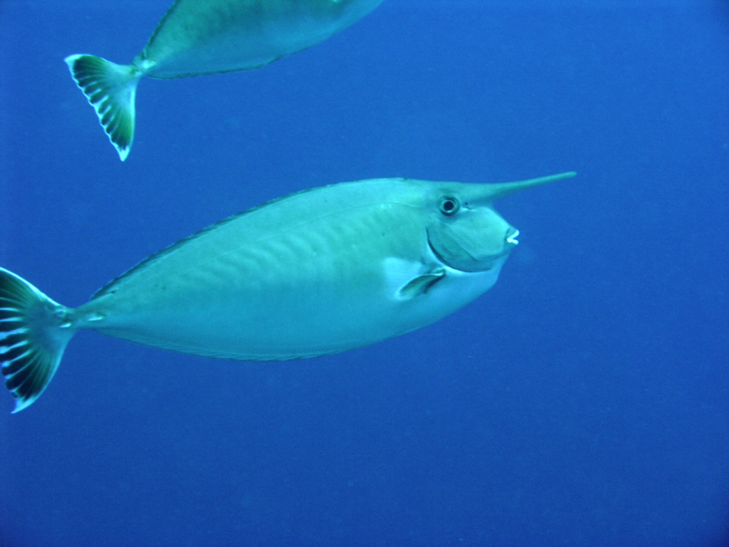 unicorn fish