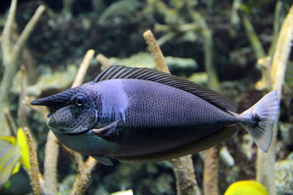 unicorn fish