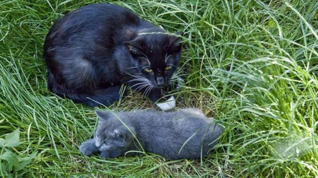 hp-lovecraft-cat